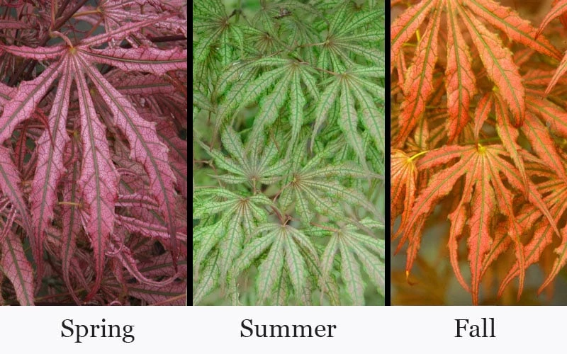 Crescent Moon Japanese Maple (Acer Palmatum 'Mikazuki') - 2 Gallon Pot - Image 4