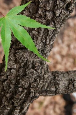 Pine Bark Japanese Maple (Acer Palmatum 'Nishiki Gawa) - 5 Gallon Pot