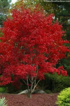 Omato Japanese Maple - 2 Gallon Pot