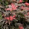 Orion Dwarf Red Japanese Maple - 1 Gallon Pot