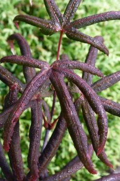 Peve's Starfish Japanese Maple - 3 Gallon Pot