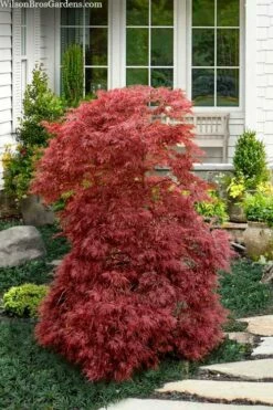 Red Filigree Lace Weeping Japanese Maple - 2 Gallon Pot