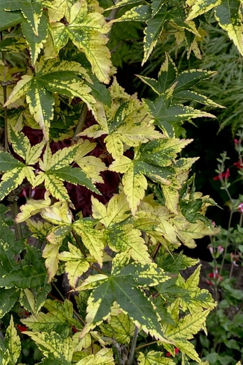 Sagara Nishiki Japanese Maple - 3 Gallon Pot - Image 6