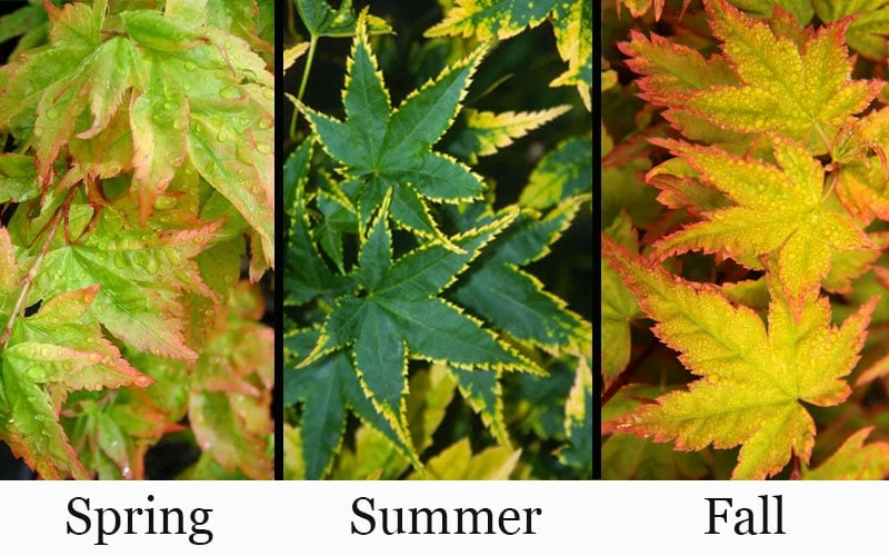 Sagara Nishiki Japanese Maple - 3 Gallon Pot - Image 4