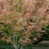 Beni Schichihenge Japanese Maple - 5 Gallon Pot