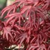 Trompenburg Japanese Maple - 5 Gallon Pot