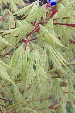 Sister Ghost Japanese Maple - 3 Gallon Pot (4-5')