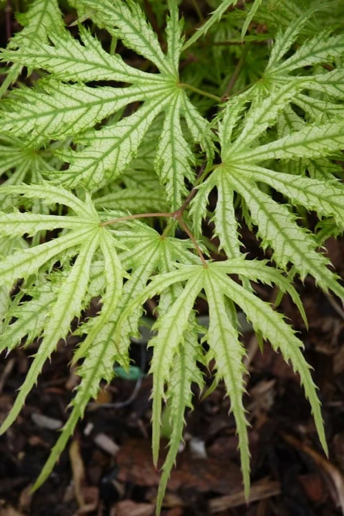 Sister Ghost Japanese Maple - 3 Gallon Pot (4-5') - Image 10