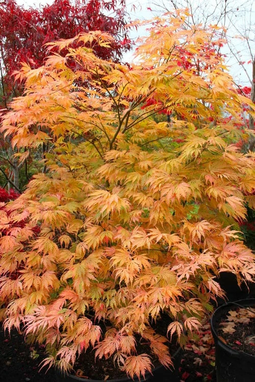 Sister Ghost Japanese Maple - 3 Gallon Pot (4-5') - Image 7