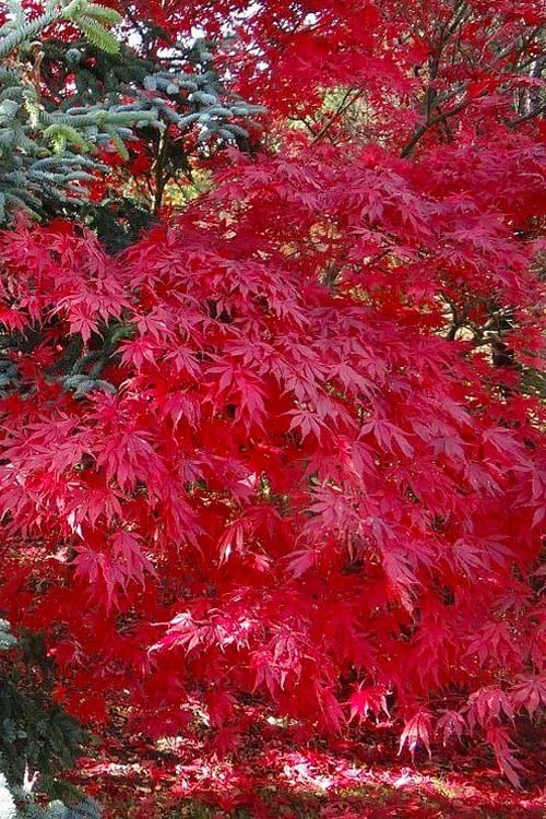 Suminagashi Red Leaf Japanese Maple - 5 Gallon Pot - Image 5