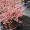 Taylor Pink Japanese Maple - 1 Gallon Pot
