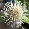 Adina Rubella Buttonbush - 3 Gallon Pot