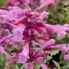 Rosie Posie Agastache (Hummingbird Mint) - 5 Pack Of Quarts