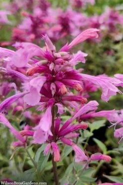 Rosie Posie Agastache (Hummingbird Mint) - 5 Pack Of Quarts