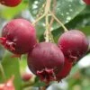 Shadblow Serviceberry Tree (Amelanchier Canadensis) - 1 Gallon Pot
