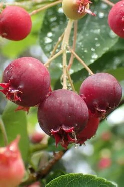 Shadblow Serviceberry Tree (Amelanchier Canadensis) - 5 Gallon Pot