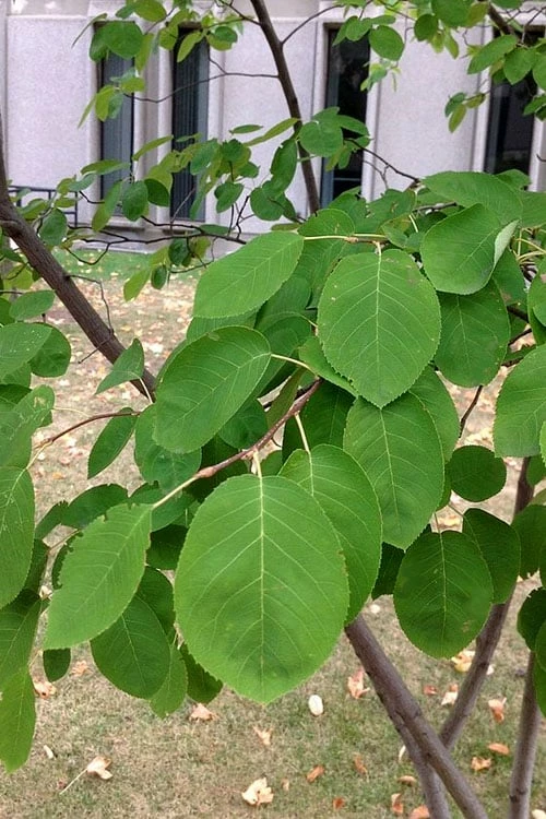 Allegheny Serviceberry Tree (Amelanchier Laevis) - 3 Gallon Pot - Image 7