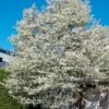 Allegheny Serviceberry Tree (Amelanchier Laevis) - 1 Gallon Pot