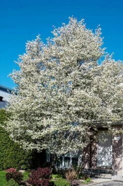 Allegheny Serviceberry Tree (Amelanchier Laevis) - 3 Gallon Pot