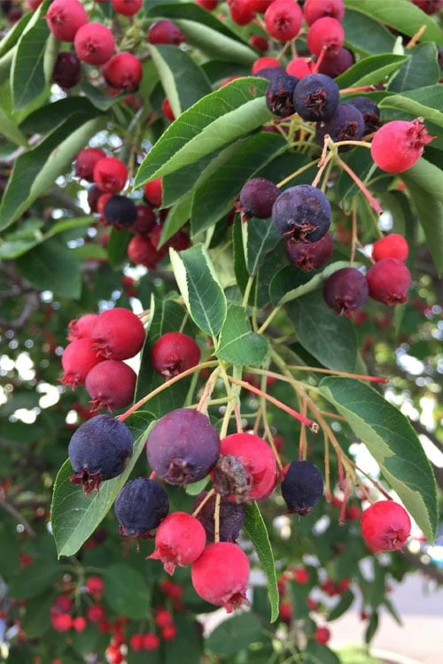 Allegheny Serviceberry Tree (Amelanchier Laevis) - 1 Gallon Pot - Image 5