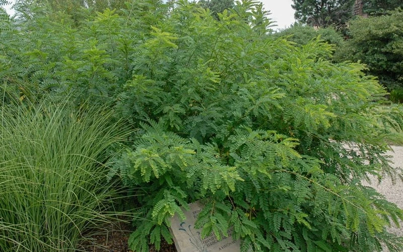 Indigo Bush (Amorpha Fruticosa) - 3 Gallon Pot - Image 5