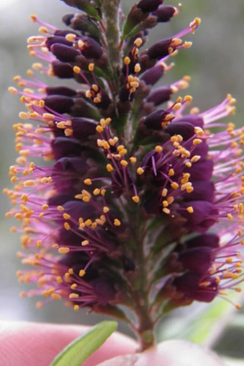 Indigo Bush (Amorpha Fruticosa) - 3 Gallon Pot - Image 8