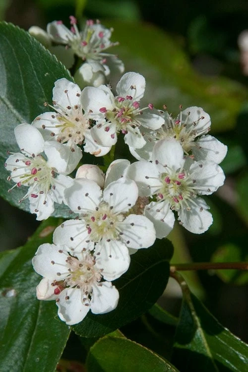 Red Chokeberry (Aronia Arbutifolia) - 1 Gallon Pot - Image 4