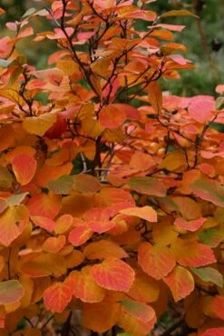 Autumn Magic Aronia (Black Chokeberry) - 3 Gallon Pot