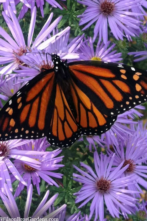 Raydon's Favorite Aromatic Aster (Aster Oblongifolius) - 1 Gallon Pot - Image 5