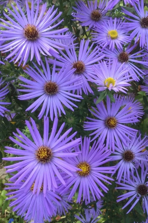 Raydon's Favorite Aromatic Aster (Aster Oblongifolius) - 1 Gallon Pot - Image 7