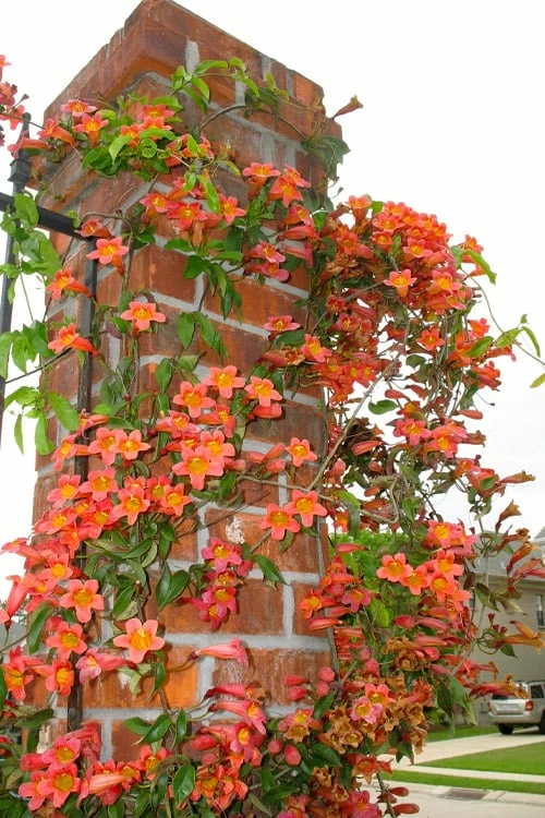 Tangerine Beauty Crossvine Bignonia - 1 Gallon Pot - Image 7