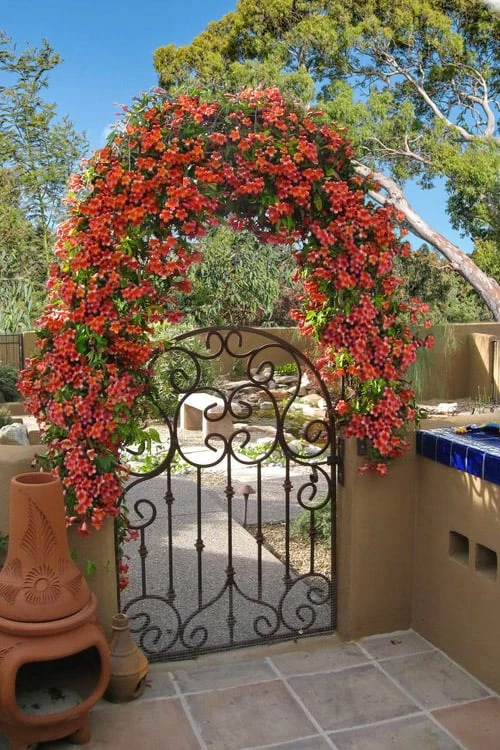 Tangerine Beauty Crossvine Bignonia - 1 Gallon Pot - Image 5