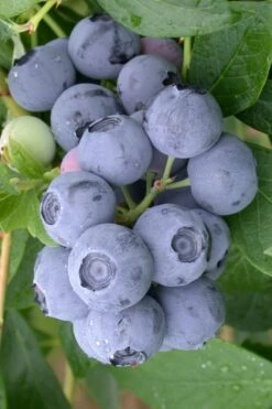 Northern Highbush Blueberry (Vaccinum Corymbosum) - 6 Pack Of 1 Gallon Pots