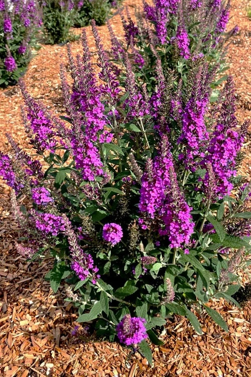 Birthday Cake Butterfly Bush (Buddleia) - 3 Gallon Pot - Image 4