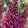 Summer Sips 'Sangria' Dwarf Butterfly Bush - 3 Gallon Pot