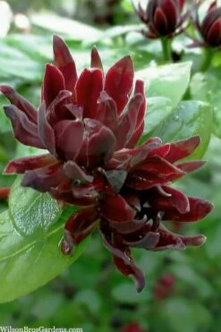 Simply Scentsational Sweetshrub (Calycanthus ) - 2 Gallon Pot