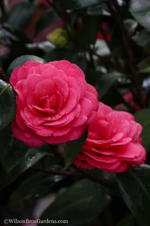 April Dawn Cold Hardy Camellia Japonica - 1 Gallon Pot - Image 5