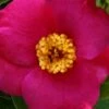 April Melody Camellia Japonica - 3 Gallon Pot