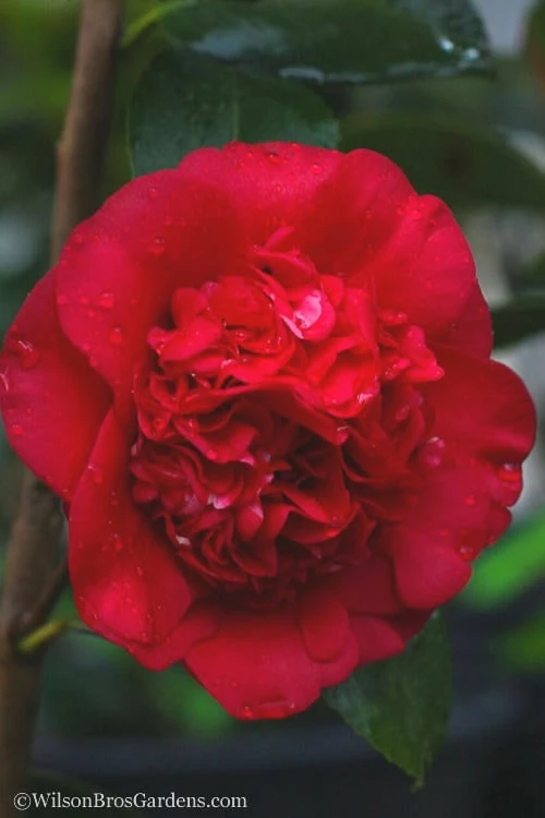 April Tryst Camellia Japonica - 3 Gallon Pot - Image 5