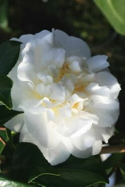 Cream Puff Fragrant Camellia - 3 Gallon Pot
