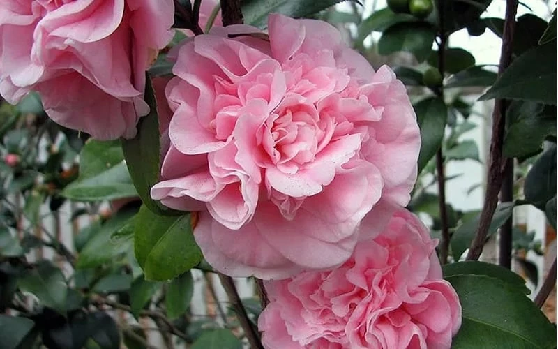 Debutante Pink Camellia Japonica - 6 Pack Of 1 Gallon Pots - Image 4