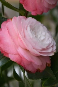 Desire Camellia Japonica - 3 Gallon Pot