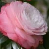 Desire Camellia Japonica - 1 Gallon Pot