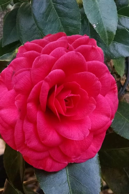 Glen 40 Camellia Japonica - 3 Gallon Pot - Image 4