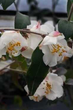 Snowbells Camellia (Camellia Transarisanensis) - 3 Gallon Pot