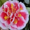 Irrational Exuberance Camellia Japonica - 1 Gallon Pot