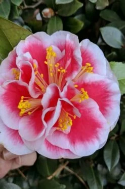Irrational Exuberance Camellia Japonica - 1 Gallon Pot