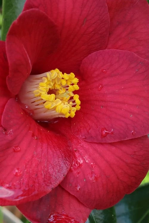 Adeyaka Camellia Japonica - 3 Gallon Pot - Image 4