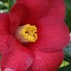 Adeyaka Camellia Japonica - 3 Gallon Pot