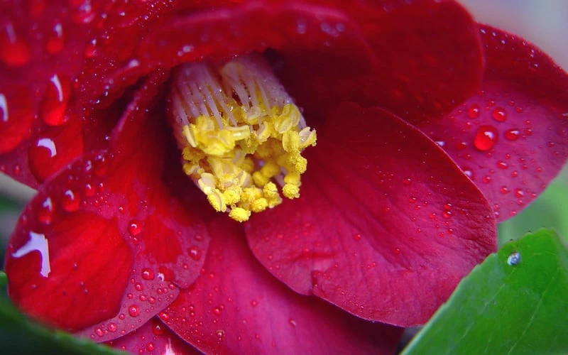 Adeyaka Camellia Japonica - 3 Gallon Pot - Image 5